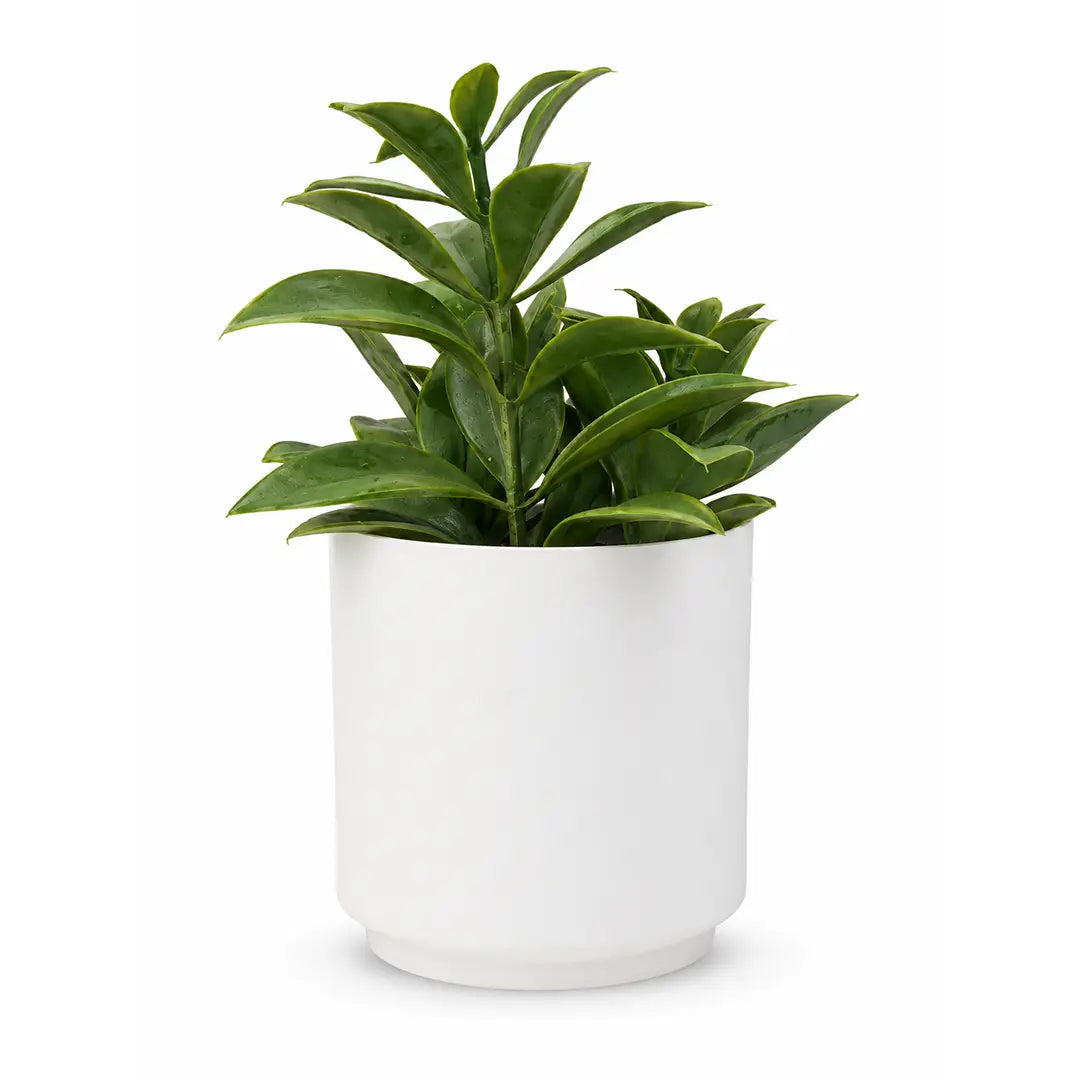 Emerald Elegance Artificial Green Plant with Pot