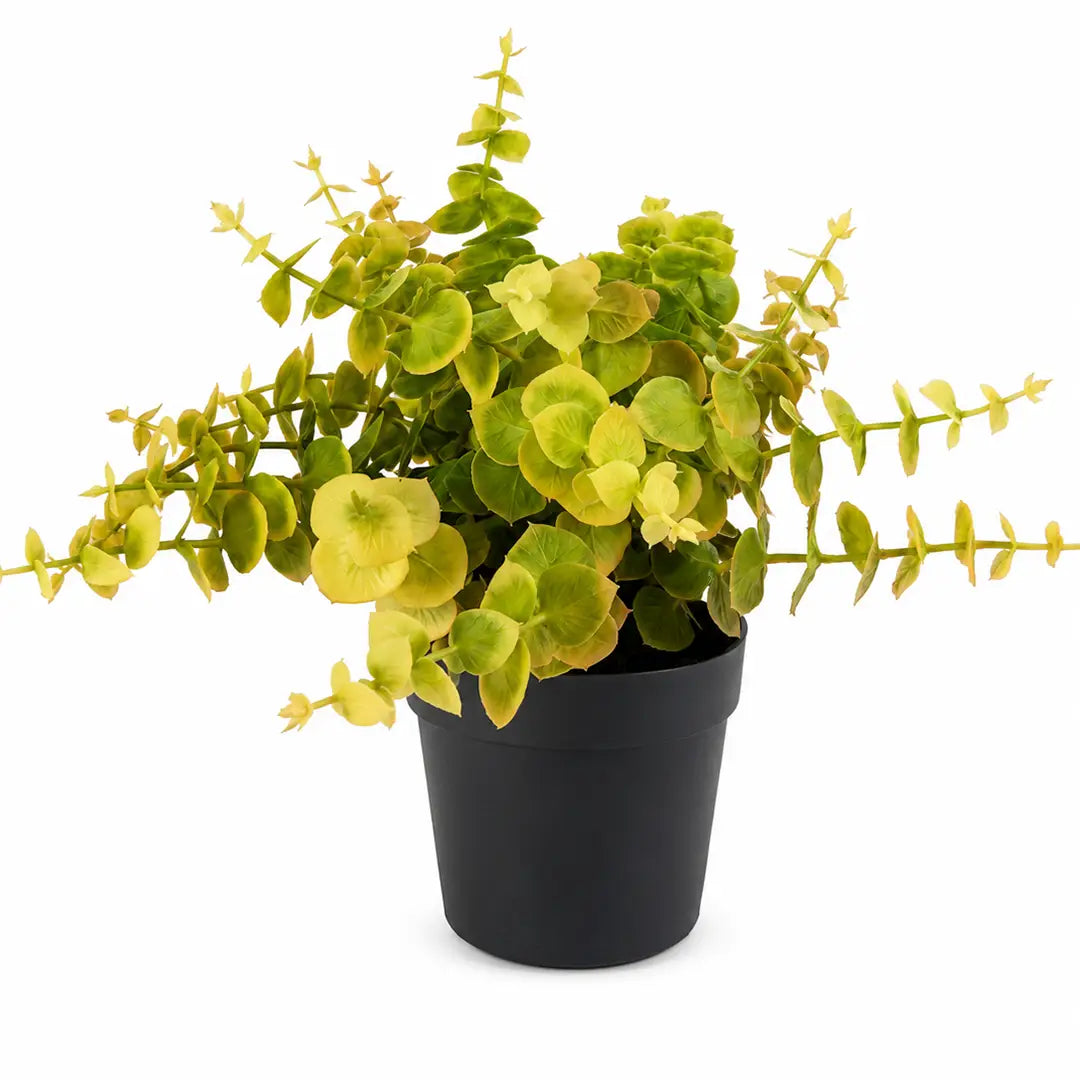 Golden Grove Artificial Eucalyptus Plant with Pot